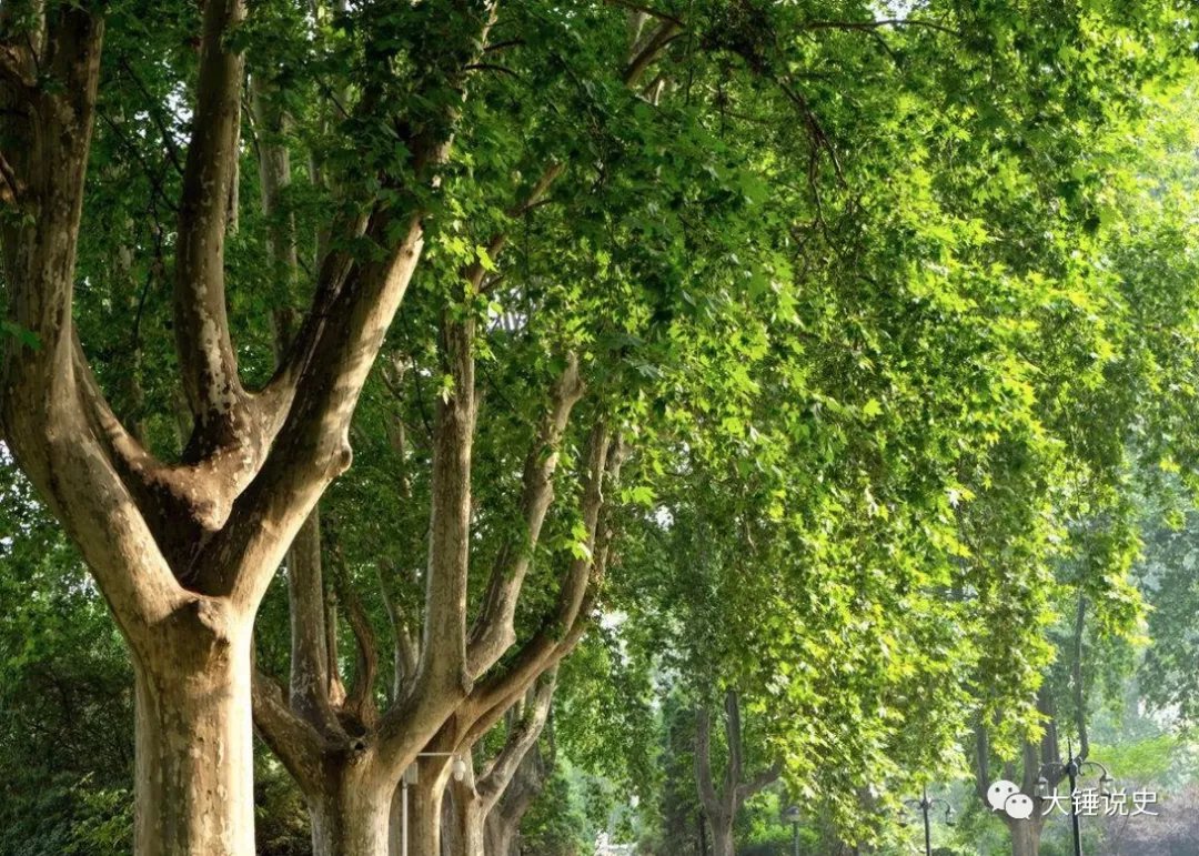 植树节特辑：古人为什么种树_百科TA说