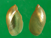  p>琥珀宝螺是一种中腹足目,宝螺科类动物.螺层内卷.