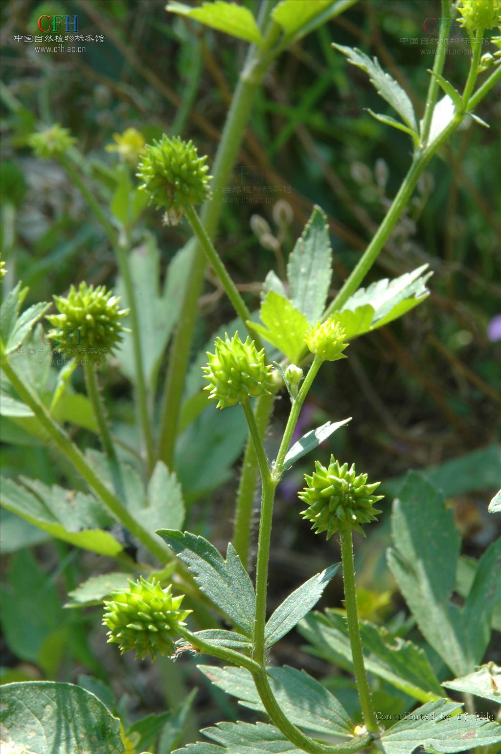 是毛茛科毛茛属植物.