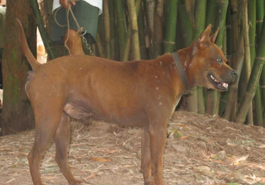  p>山狗又称川东犬,川东猎犬,邻水狗,竹狗,足狗,撵山狗,赶山狗,阴山狗