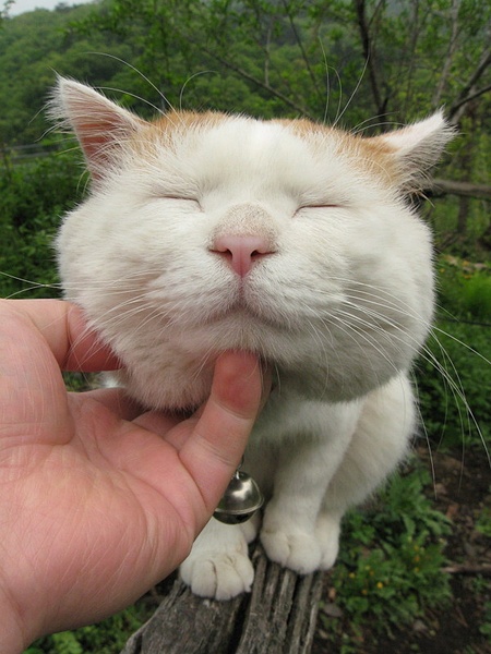  p> a target="_blank" href="/item/猫叔">猫叔 /a>(2002年3月8日