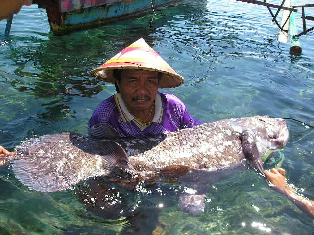 (学名:latimeria chalumnae)体长2米,是腔棘鱼目矛尾鱼科的唯一种,是