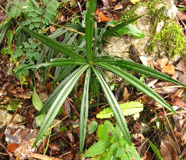 data-lemmaid="1152050">紫金牛科 /a>植物剑叶紫金牛 i>ardisia