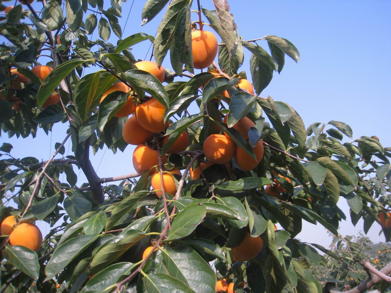  p>柿蒂,中药名.为柿树科植物柿 i>diospyros kaki  /i>thunb.