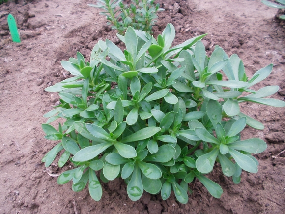  p>三七菜的主要成分为生物碱, a href="#" data-lemmaid="3426235">