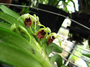  p>垂头万代 b>兰 /b>(拉丁学名: i>vanda alpina /i> lindl.