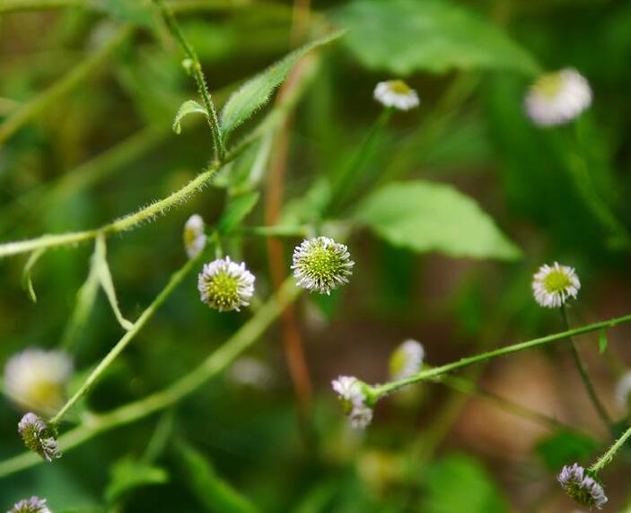  p>粘冠草属(学名:myriactis less.