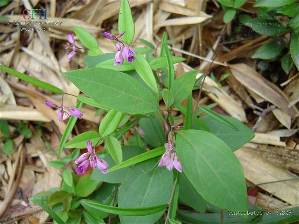  a href="#" data-lemmaid="2748551">远志科 /a>,约500种,广布于全