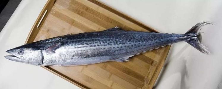  p>蓝点马鲛(学名: i>scomberomorus niphonius /i>)是鲭科,鲅鱼下的