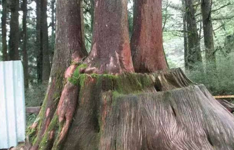  p>在卡拉哈里沙漠中,有一种名叫尔威兹加树,个子很矮,整个树冠是圆形