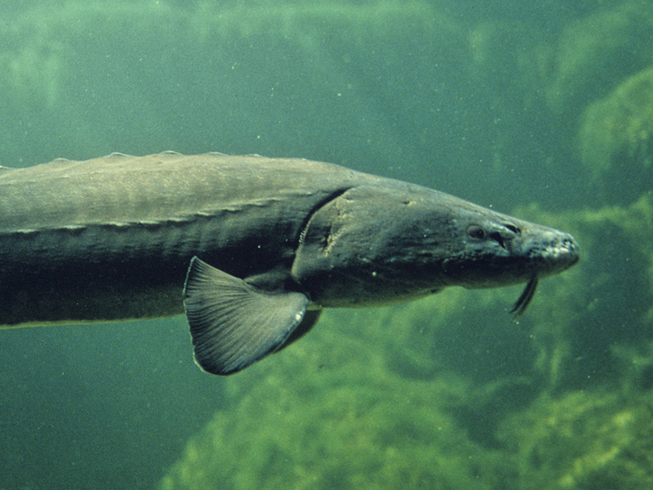  p>欧洲大西洋鲟(学名: i>acipenser sturio /i>)是鲟科,鲟属鱼类.