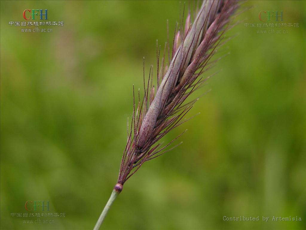  p>紫大麦草(学名: i>hordeum violaceum /i> boiss. et huet.