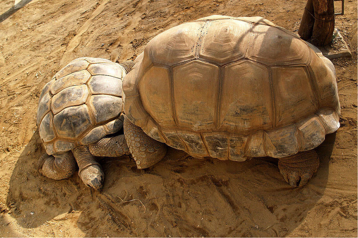  p>乌龟(学名: i>mauremys reevesii /i>)是龟科,拟水龟属爬行动物.