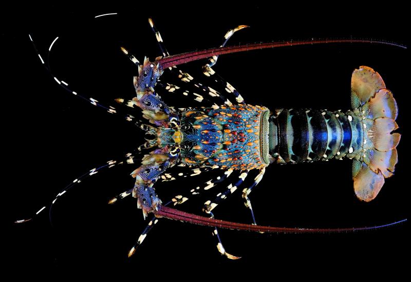  p>锦绣龙虾( i>panulirus ornatus /i>)为 a target="_blank" href="