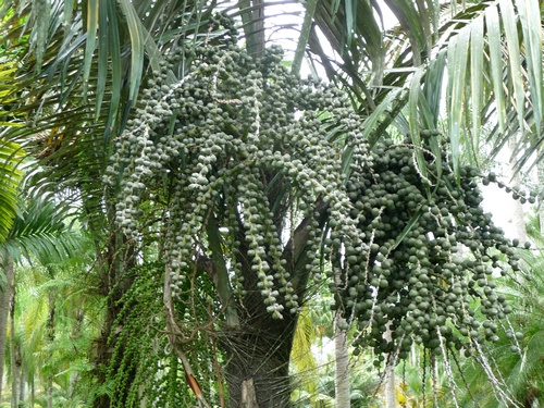 属 a href="#" data-lemmaid="33239">乔木 /a>状植物,株高可达10米