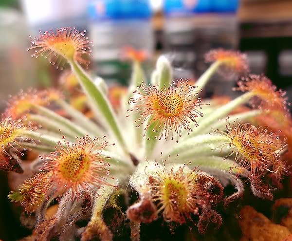  p>茅膏菜属(学名: i>drosera  /i>linn), a target="_blank" href="