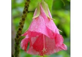 圣赫勒拿岛红杉