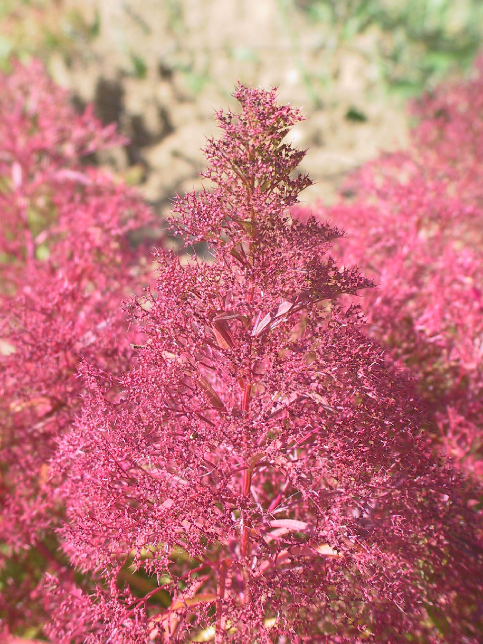  p>刺藜(学名: i>chenopodium aristatum l.