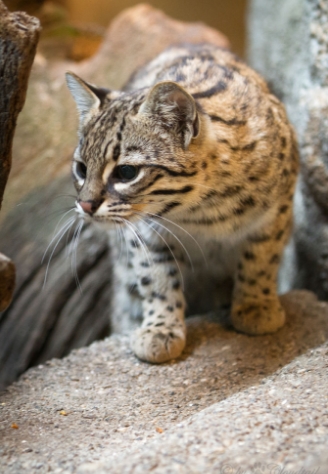  p>乔氏虎猫(学名: i>leopardus geoffroyi /i>):头体长42.2-66.