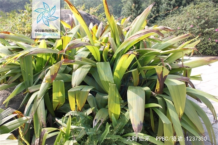 大叶仙茅