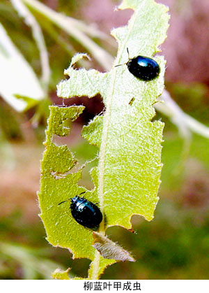  p>柳蓝叶甲,为鞘翅目,叶甲科.