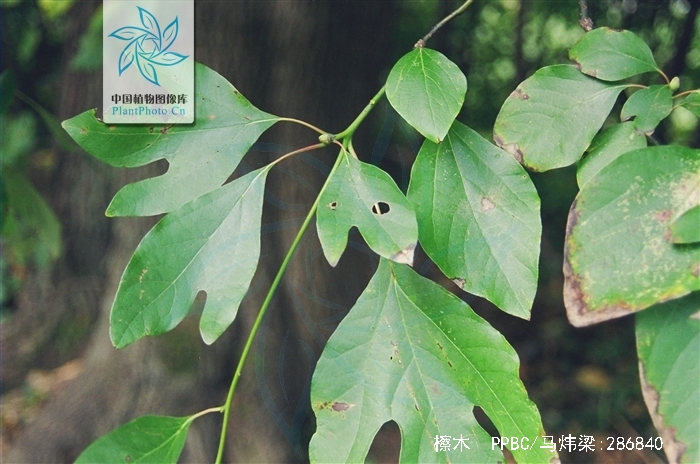 hemsl)是樟科,檫木属落叶 a href="#" data-lemmaid="33239">乔木 