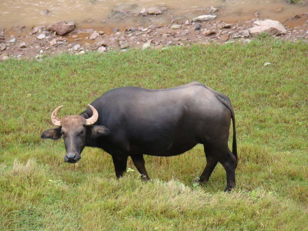  p>水牛(学名:bubalus bubalus,英文名称:asian buffalo)也叫印度水牛