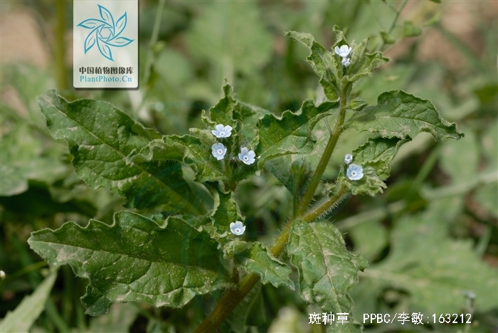  p>斑种草,越年生或一年生草本.