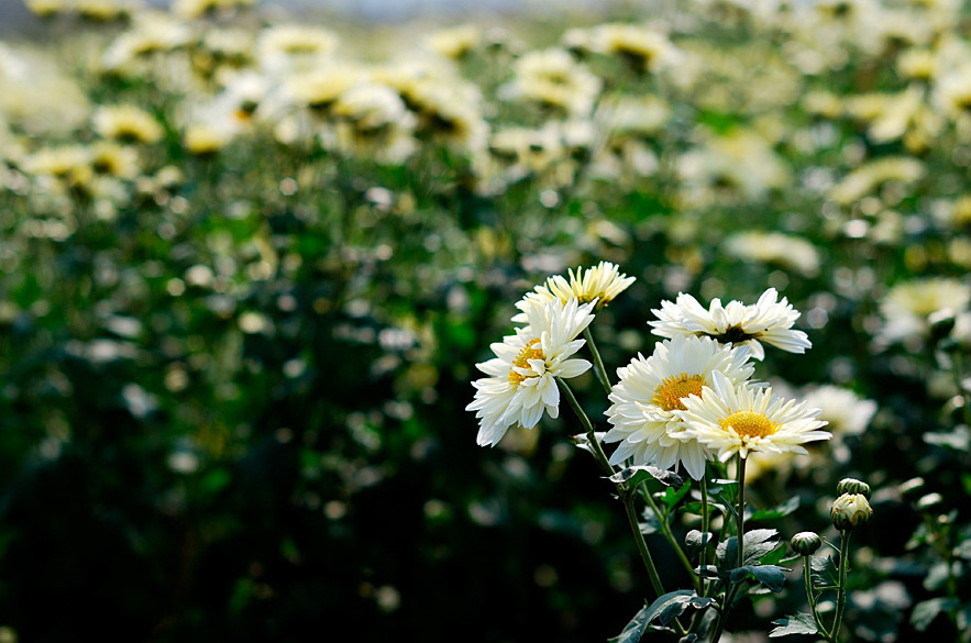  p>福白菊产于湖北省 a target="_blank" href="/item/麻城市">麻城市