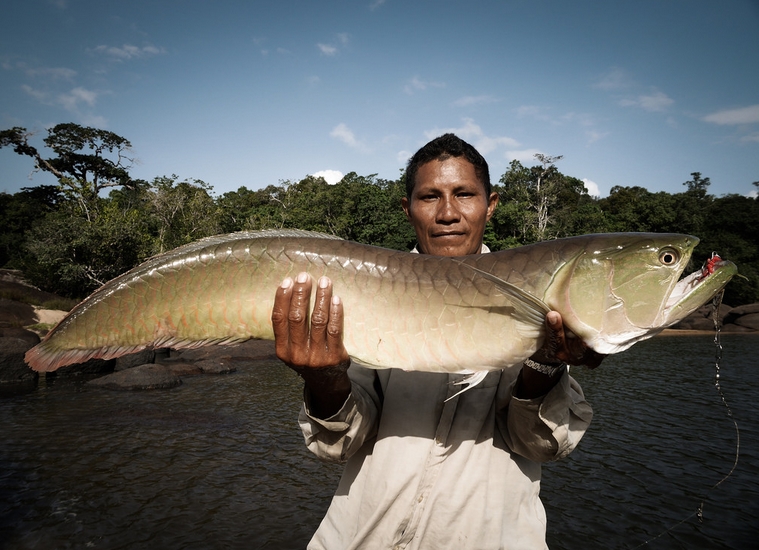  p>双须骨舌鱼(学名: i>osteoglossum bicirrhosum /i>):又名 a