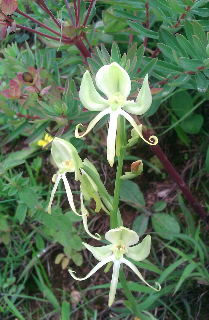 et franch.)是兰科玉凤花属植物,植株高15-50厘米.