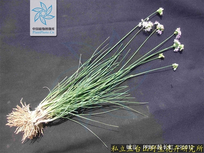 allium polyrhizum