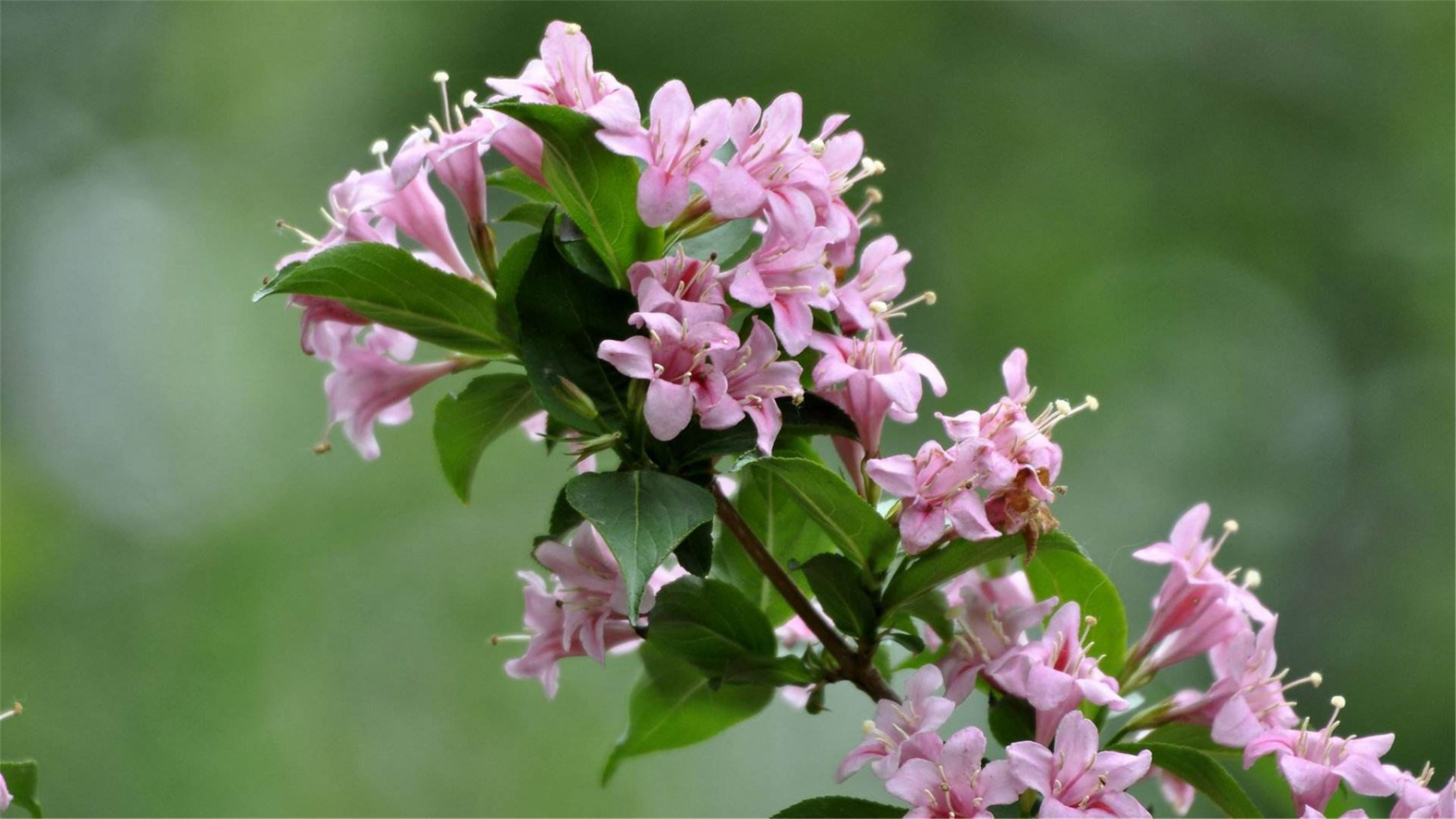 日本国花是什么花(日本国花是什么花图片)