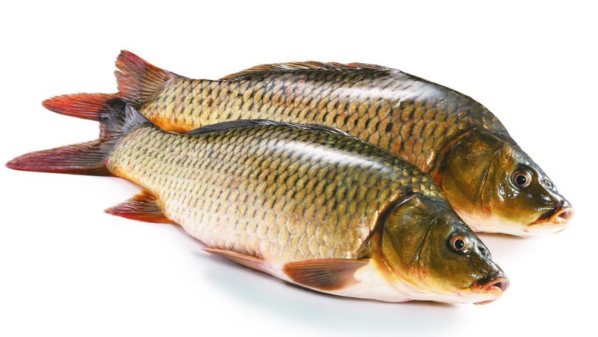  p>鲤科(cyprinidae),属鲤形目,全世界共有鲤科鱼类210属3700种以上,.