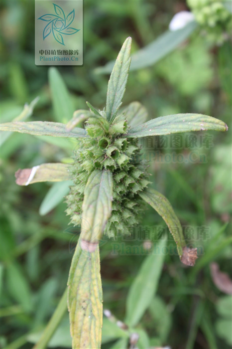  p> b>绉面草 /b>(学名: b> i>leucas zeylanica /i> /b>),为唇形科