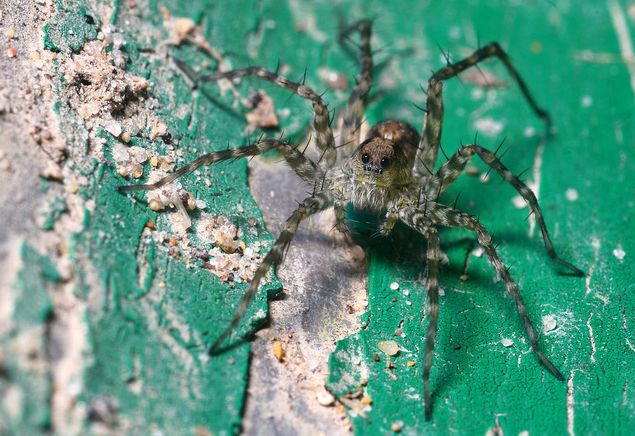  p>细腿豹蛛(学名:pardosa sp.