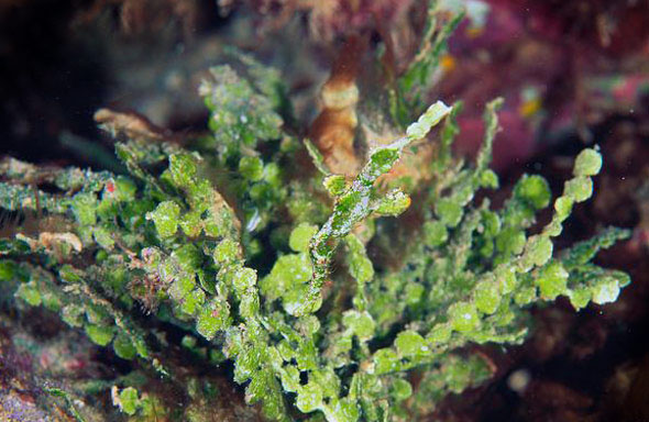  p>锯吻剃刀鱼长度17厘米.