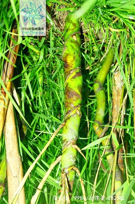  p>花毛竹,又称 a href="#" data-lemmaid="2432679">花竹 /a>.