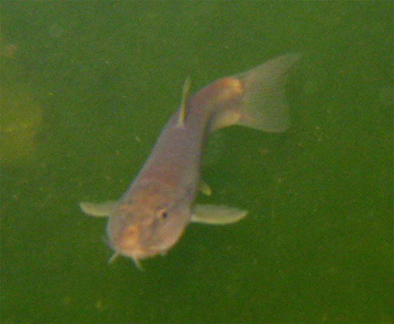  p>条鳅类为底栖性鱼类, a target="_blank" href="/item/似鲇高原鳅