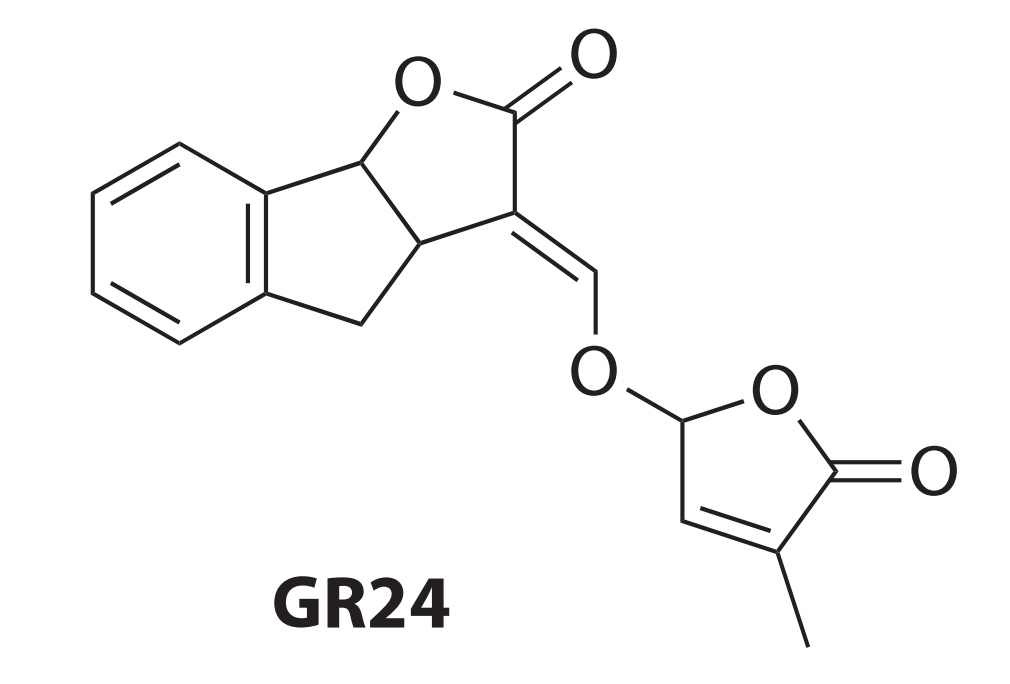 GR24_百度百科