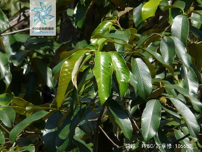  p>钩锥(学名: i>castanopsis tibetana /i> hance)是壳斗科,锥属 a