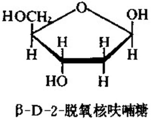 常用于d-2- a target="_blank" href="/item/脱氧核糖/347457" data