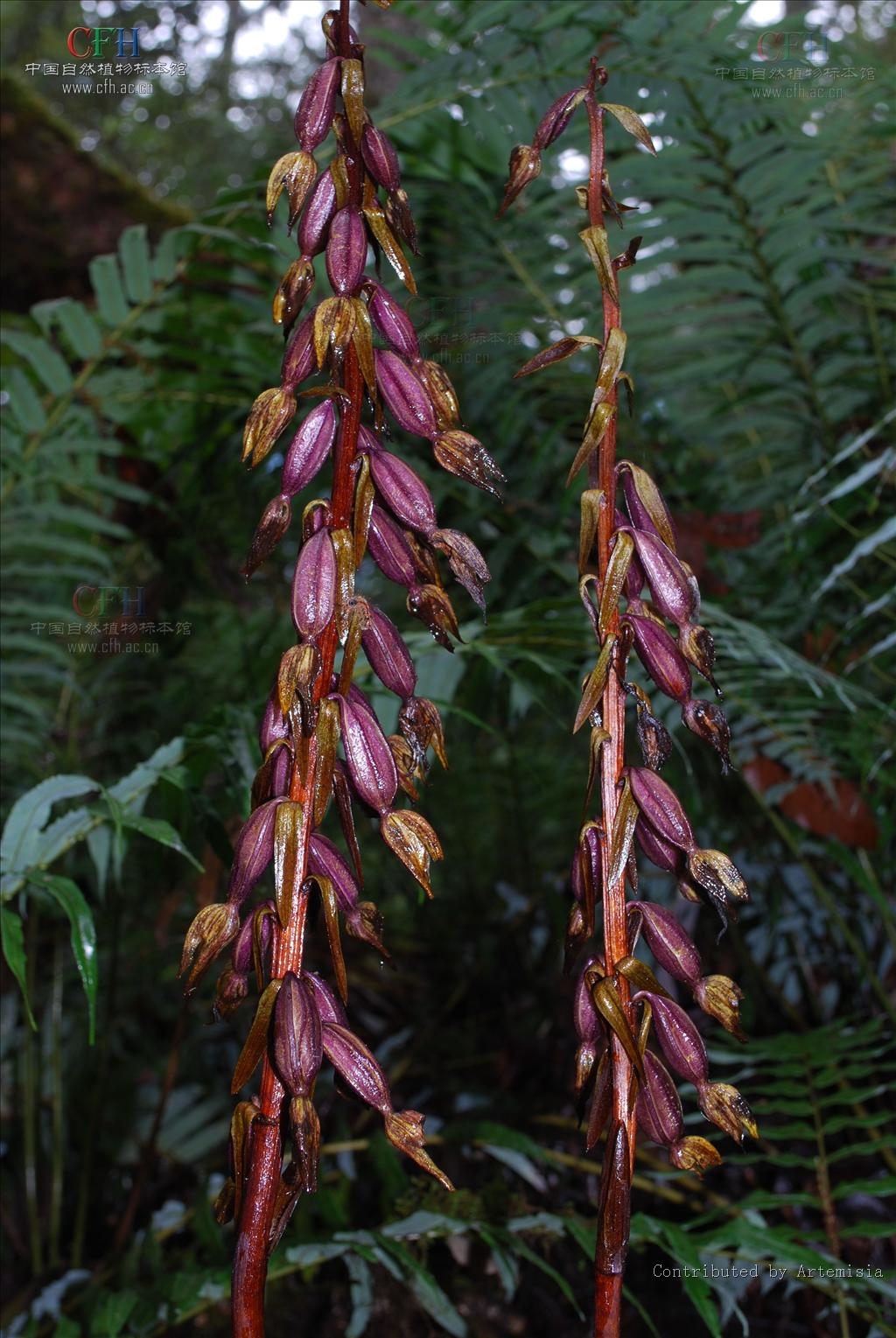  p> b>无叶兰属 /b>(学名: i>aphyllorchis /i>)是兰科下的一个属,为