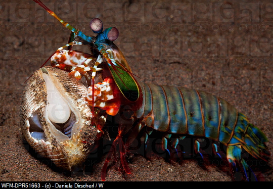  p>雀尾螳螂虾(学名: i>odontodactylus scyllarus /i>):是软甲纲,齿