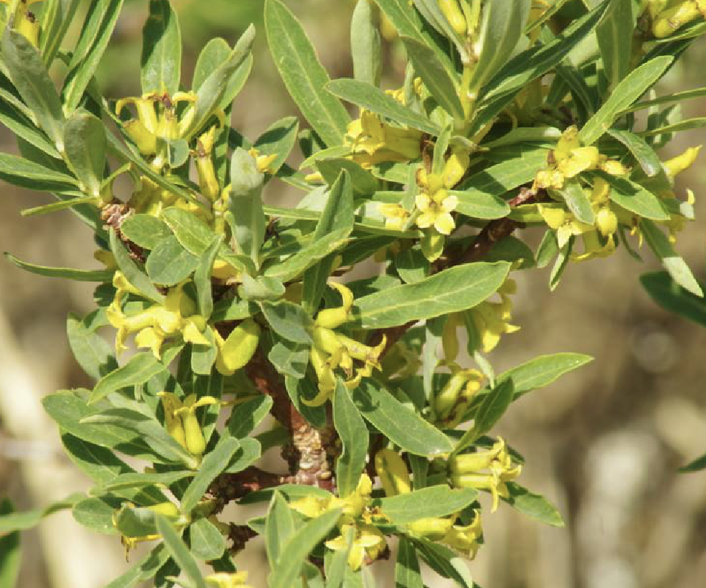  p>黄瑞香(学名: i>daphne giraldii /i>  nitsche)是瑞香科瑞香属