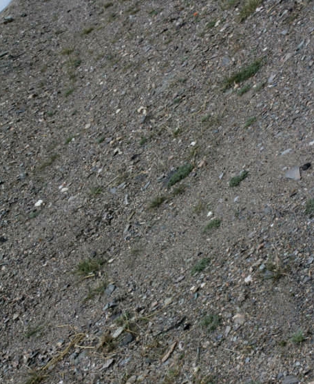  p>梭罗草(学名: i>roegneria thoroldiana /i> (oliv.