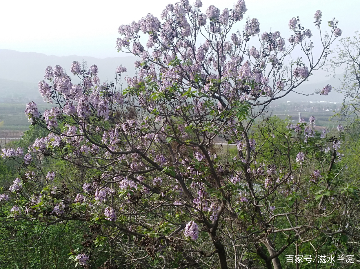 桐树花开了_百科TA说