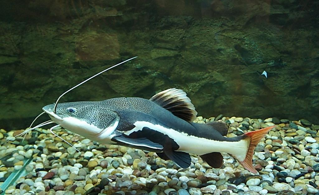  p> b>奥罗氏毛鼻鲶 /b>,为 a target="_blank" href="/item/辐鳍鱼纲