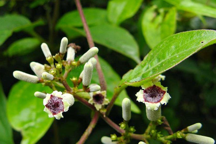 是茜草科,鸡屎藤属藤状 a target="_blank" href="/item/灌木