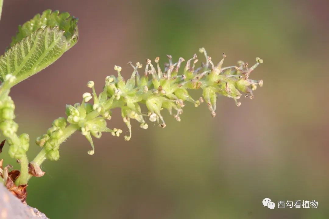 辛庄植物117——桑_百科TA说